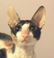 Cat Neutering Davie Florida